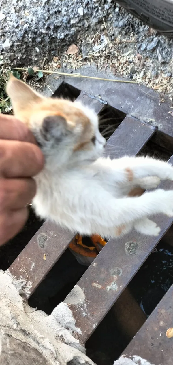 alanyada-rogar-giderine-dusen-kedi-kurtarildi-1783353229809.jpg