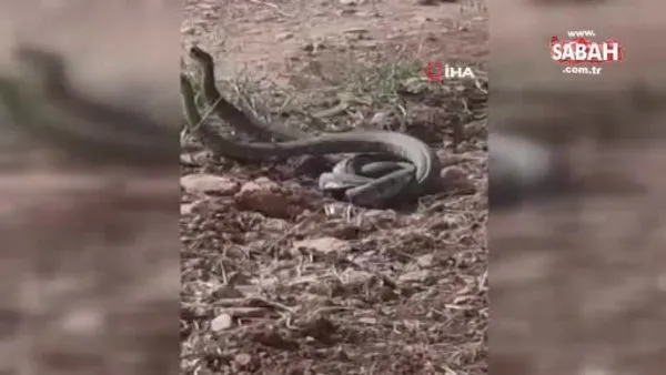 dunya nin en zehirli yilanlari sanliurfa da goruldu video