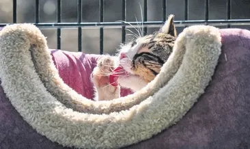 Meclis’in kedilerinin keyfi yerinde