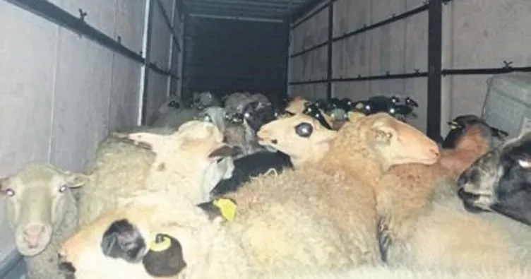 Çalınan koyunlar Bursa’da bulundu