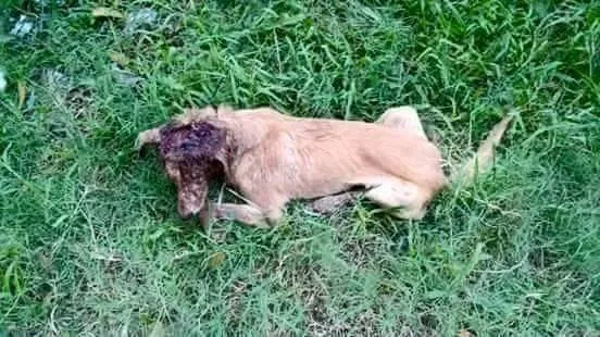 Kafası parçalanmış köpeği iyileştiren adam rekor kırıyor