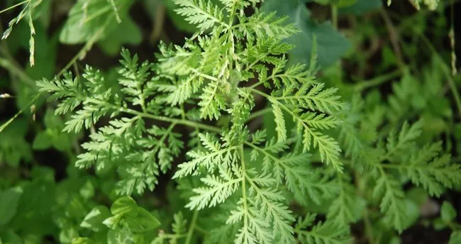 peygamber supurgesi otu ne ise yarar