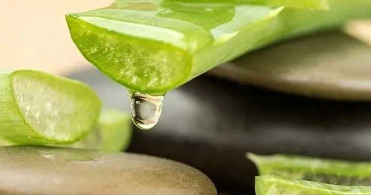 Aloe vera bitkisi nasıl yetiştirilir? Aleo vera faydaları nelerdir?