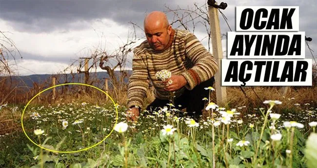 ocak ayinda papatyalar acti son