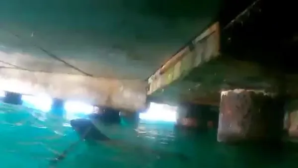 Sahil güvenlik ekipleri iskele altında mahsur kalan köpeği kurtardı | Video