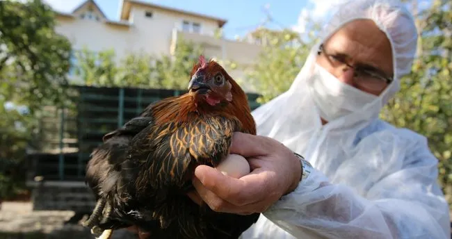 kocaeli ciftcisine 20 bin tavuk destegi son dakika haberler