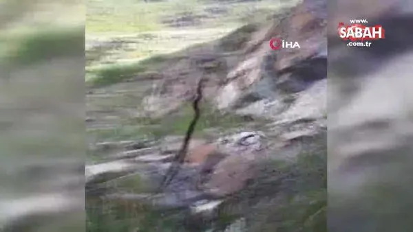 Erzincan'daki akılalmaz olay... Balıkçı yılanı, yılan balığı avladı!