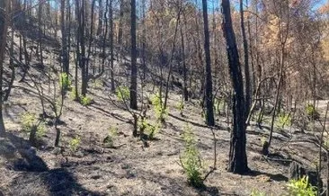 Gündoğmuş’ta yanan ormanlar yeniden yeşilleniyor