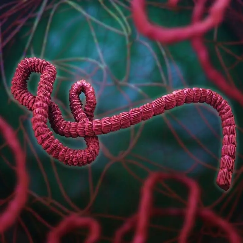 ebola nedir neden olur saglik haberleri
