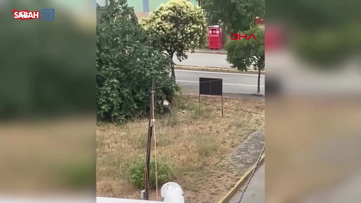 Kocaeli’de cani yeğen vahşeti: Dayısını palayla öldürdü! | Video videosunu izle Kocaeli’de cani yeğen vahşeti: Dayısını palayla öldürdü! | Video videosunu izle