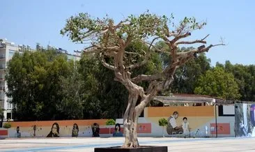 Son dakika: Mersin Özgecan Aslan Meydanı’ndaki ağacın kurutulması skandalında yeni gelişme! Savcılık ifadesi ortaya çıktı