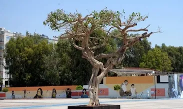 Son dakika: Mersin Özgecan Aslan Meydanı’ndaki ağacın kurutulması skandalında yeni gelişme! Savcılık ifadesi ortaya çıktı