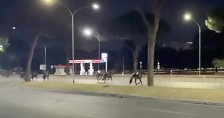Roma’da gece yarısı at paniği: Cumhuriyet Bayramı hazırlıklarında ortalık karıştı
