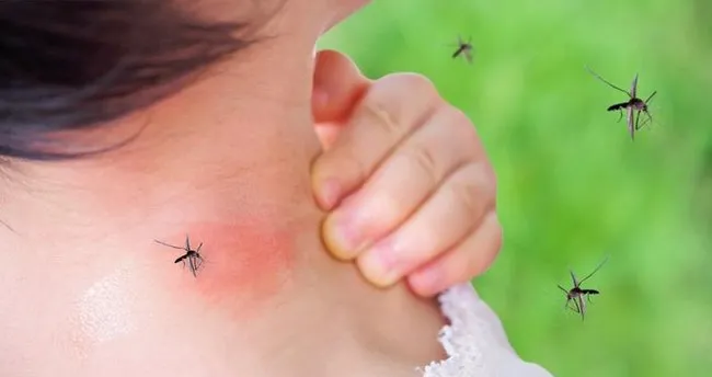 istanbul a sivrisinek kabusu sinekler ilaclara karsi direnc kazandi saglik haberleri