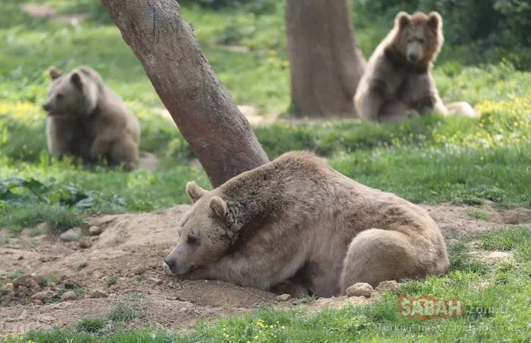 Ovakorusu’ndaki ayıların 15 yıllık bakıcısı