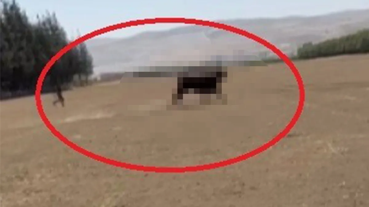 Aman dikkat karşınıza çıkarsa kaçın! Aşırı hırçınlar ve 1 aydır ortada yoklar!