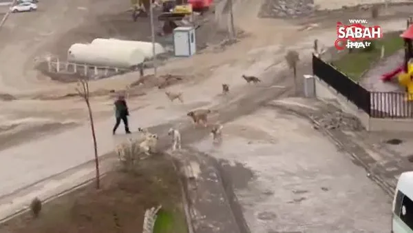Köpeklerin üzerine geldiğini fark eden adam, elindeki sopa sayesinde böyle kurtuldu | Video