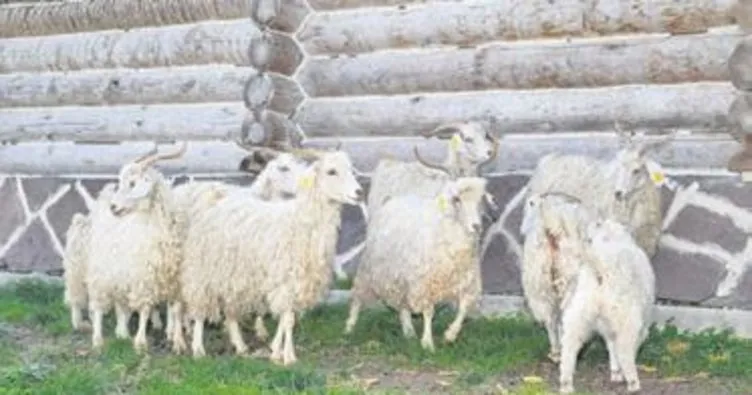 Ankara keçileri Altınköy’de