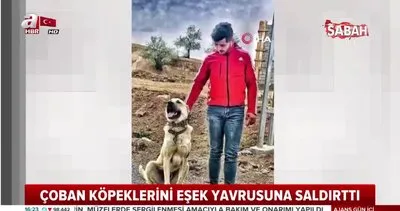 Ankara’da eşek yavrusunu kangal köpeklerine parçalatan Berat Kaya hakkında flaş gelişme | Video
