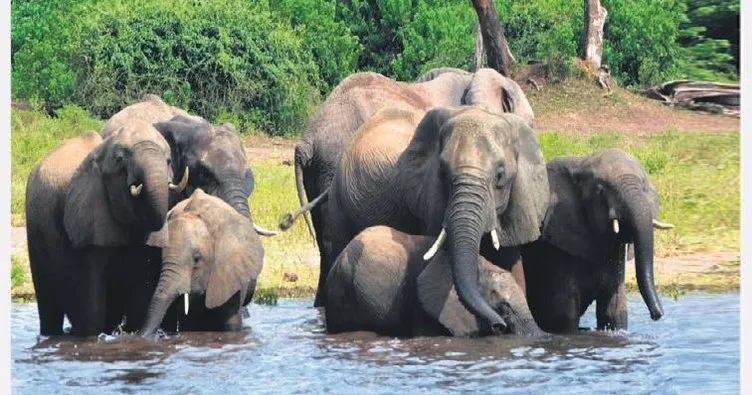 Botsvana fil avı yasağını kaldırdı!