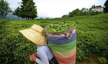Çayı ihracatından 7 ayda 13,2 milyon dolarlık gelir sağlandı