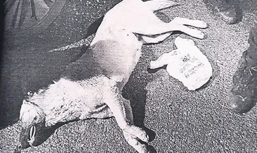 Köpeği öldüren caniye 5 yıl istendi