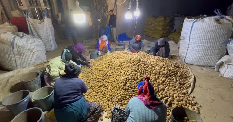 Yerli patates tohumları çiftçilerle buluştu