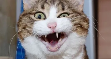 İnternetin yeni fenomeni: Rixie