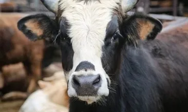 KURBANLIK FİYATLARI LİSTELENDİ! Koç, dana, koyun büyükbaş-küçükbaş İstanbul, Ankara, Tekirdağ 2022 kurbanlık fiyatları ne kadar, kaç TL?