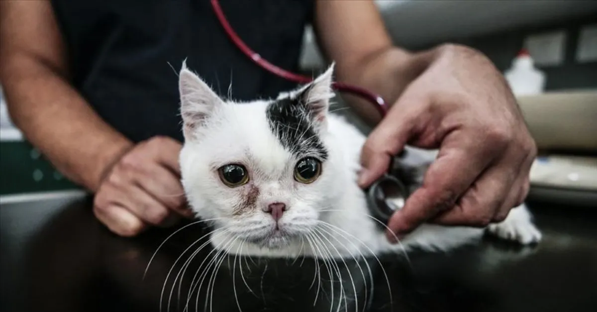 hayvanlara ozgu koronavirus kedilerde