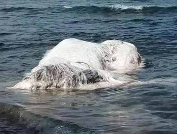 Kıyıya vuran 'beyaz tüylü dev yaratık' halkı şoke etti!