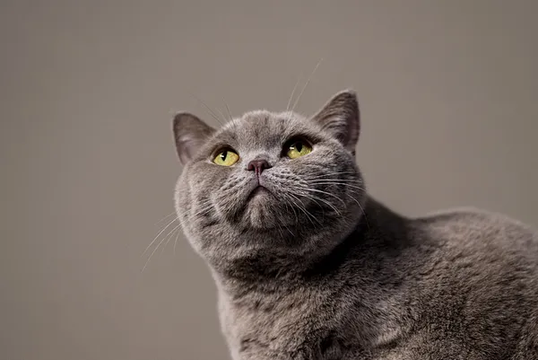 obez-kedi-siraz-egzersiz-ve-diyetle-6-kilo-verdi-1718967626163.jpg