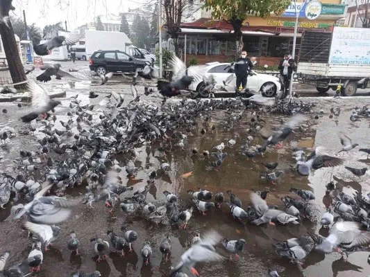 Kar nedeniyle aç kalan güvercinlerin yardımına polis ekipler koştu