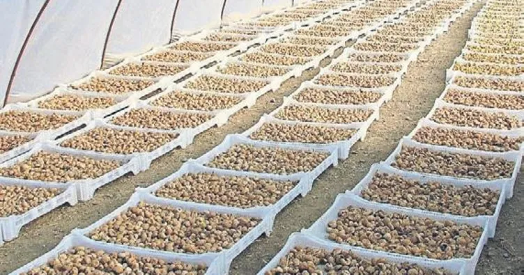 Kuru incir seferberliği