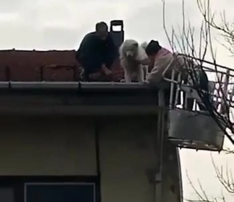 Sahibine küsen köpek çatıya çıktı: Çok alıngan babamla sorun yaşamış!