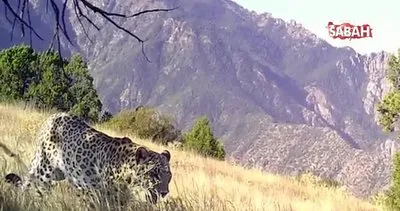 Anadolu Leoparı görüntülendi! Bakanlık: Anadolu Leoparı’nı izlemeye devam edeceğiz | Video