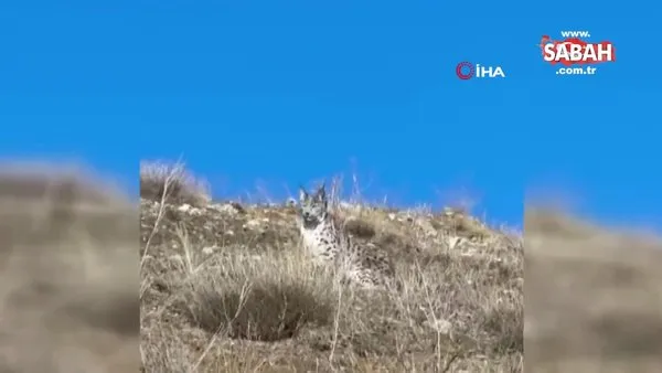 ‘Ormanın Hayaleti’ olarak bilinen vaşak Sivas'ta görüntülendi | Video