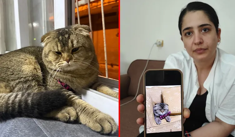SON DAKİKA... Evlilikte ‘kedi’ krizi: ‘Eşim beni boşayacak’ diyerek yardım istedi!