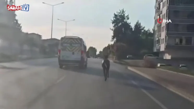 Başıboş at trafiğin seyrini düşürdü!