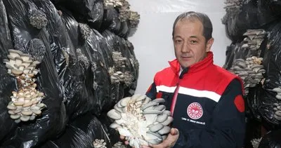 Erzincan’da istiridye mantarı üretimi başladı #erzincan