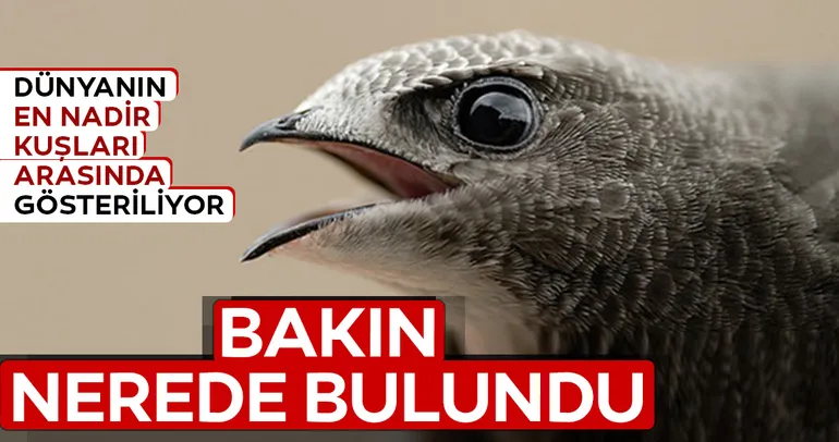 Hatay’da Ebabil kuşu bulundu