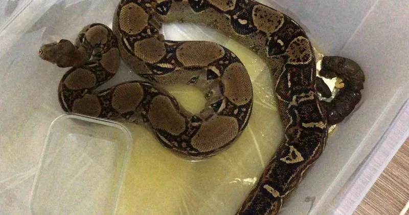 boa ve piton yilani kacakcilarina sucustu sayfa 5 son dakika haberler