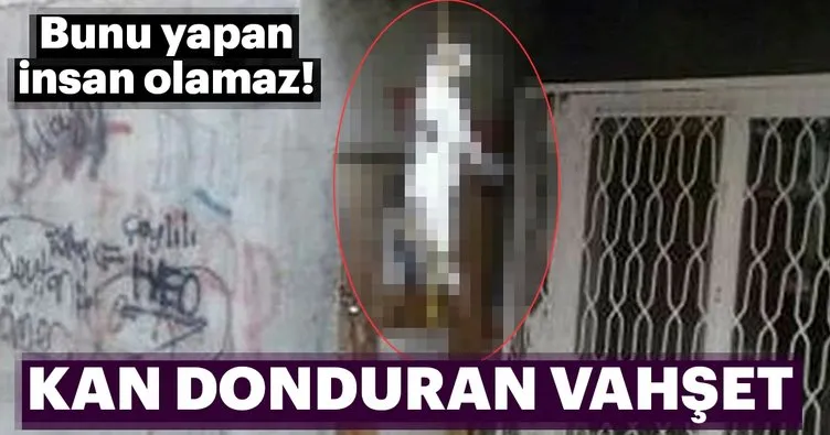 Bunun Adi Vahset Sayfa 4 En Son Haber