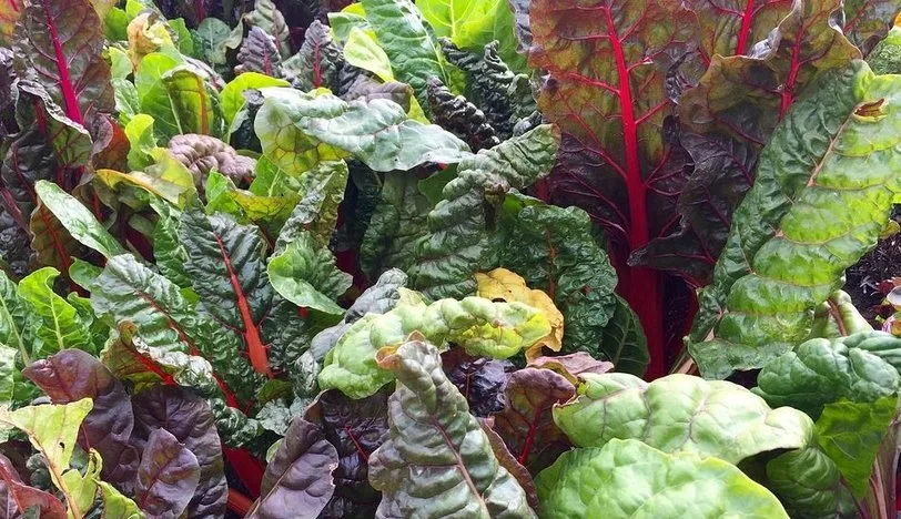 Koyu yeşil yapraklı sebzelerin iyi etkileri