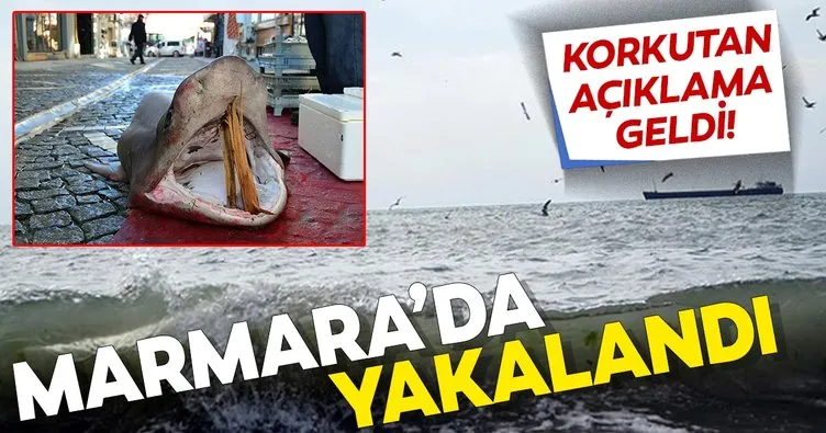 SON DAKİKA! Marmara’da dev köpekbalığı yakalandı! Korkutan açıklama geldi...