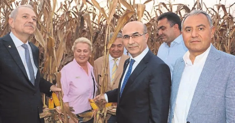 Çukurova’da sarı altın hasadı