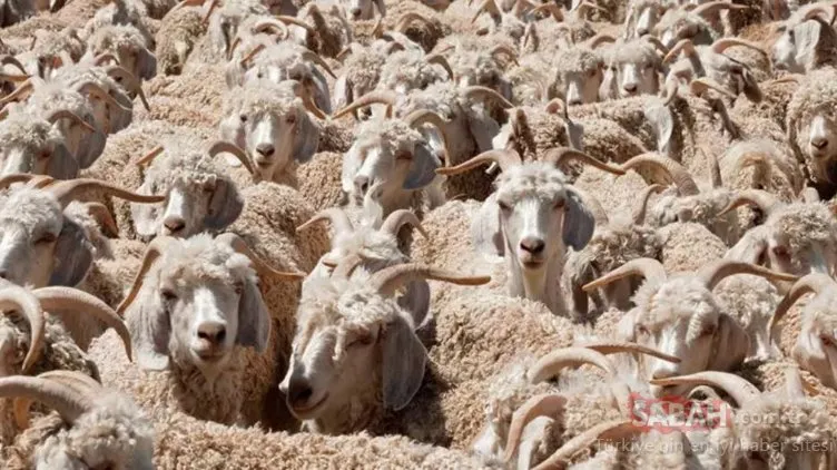 Koyunların arasındaki kurdu ilk bakışta görebildiniz mi? Bu testi yalnızca 1000 kişiden 32’si geçebiliyor…