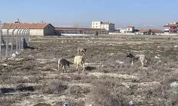 Konya'da köpeklerin saldırdığı bebeğin ölümüne ilişkin soruşturma başlatıldı #konya