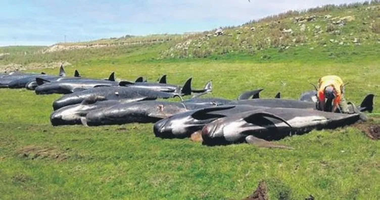 51 balina daha telef oldu