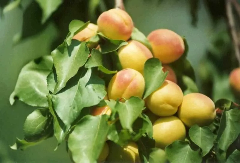 Cinsel gücü artıran besinler Son Dakika Haberler